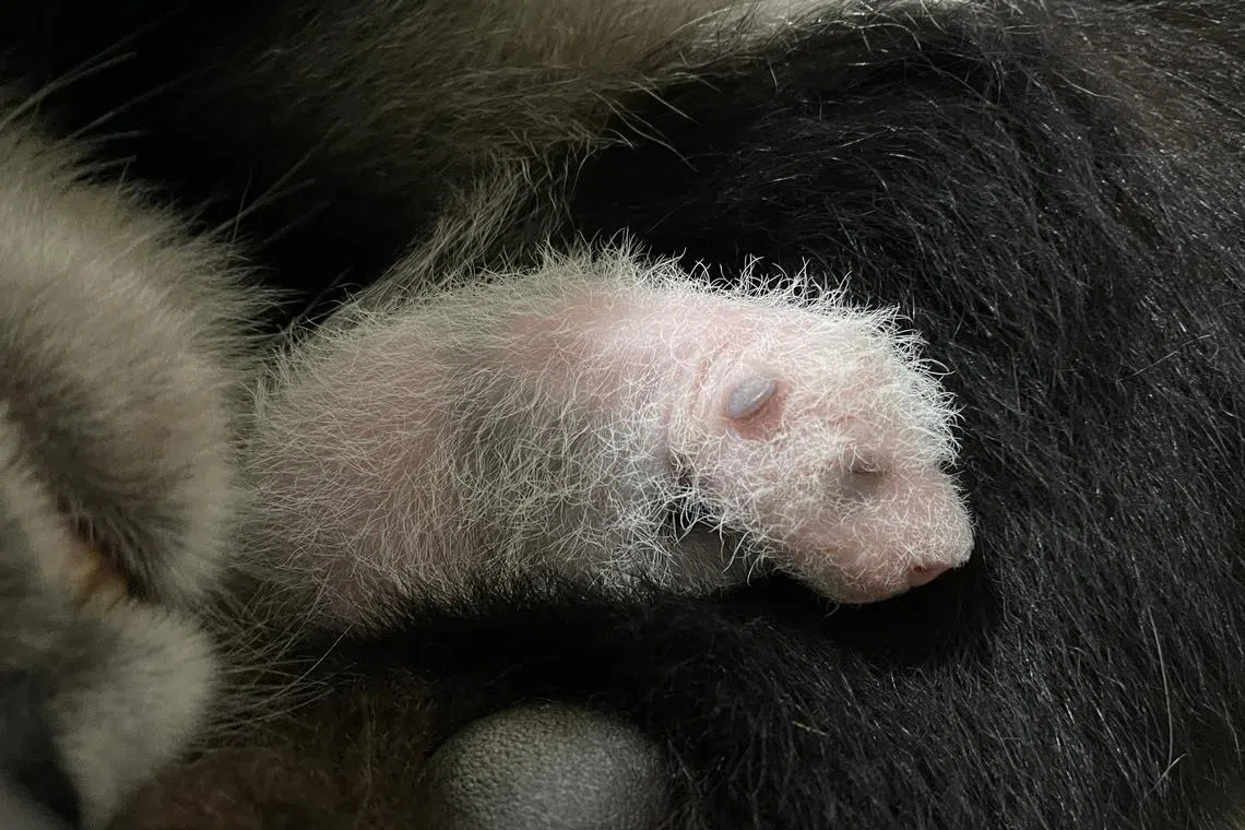 这是第一只在新加坡出生的大熊猫宝宝，初生萌样十分讨喜，河川生态园管理员在一个月后确定幼崽的性别为雄性。（万态保育集团提供）