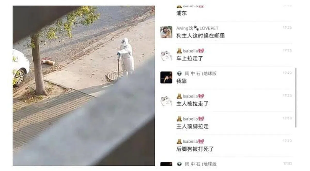 互联网上昨天（6日）流传的一则视频显示，身穿白色防疫服的工作人员，在某小区内的道路边拿铁锨不停敲打一只小狗，将其活活打死。（互联网）