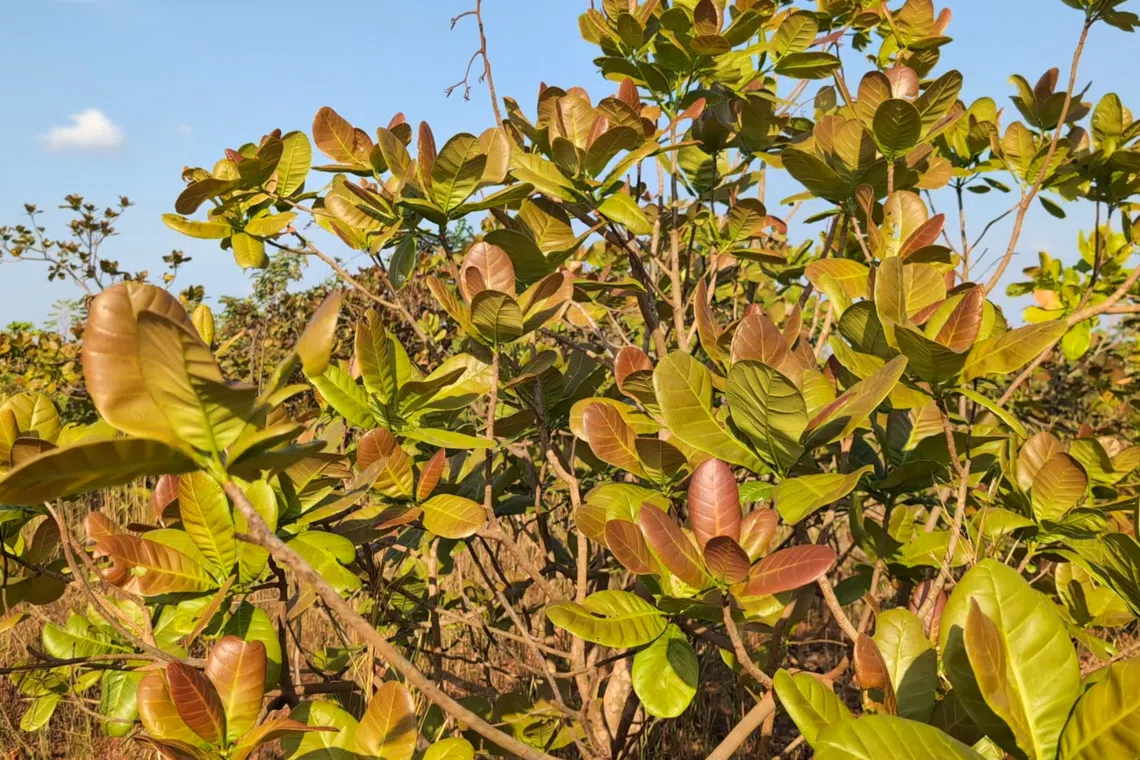 开采完毕的矿区会进行复垦并种上腰果树。我们参访的季节腰果树并未开花，但午后阳光下的树叶却绽放满满的生命力。（视频截图）