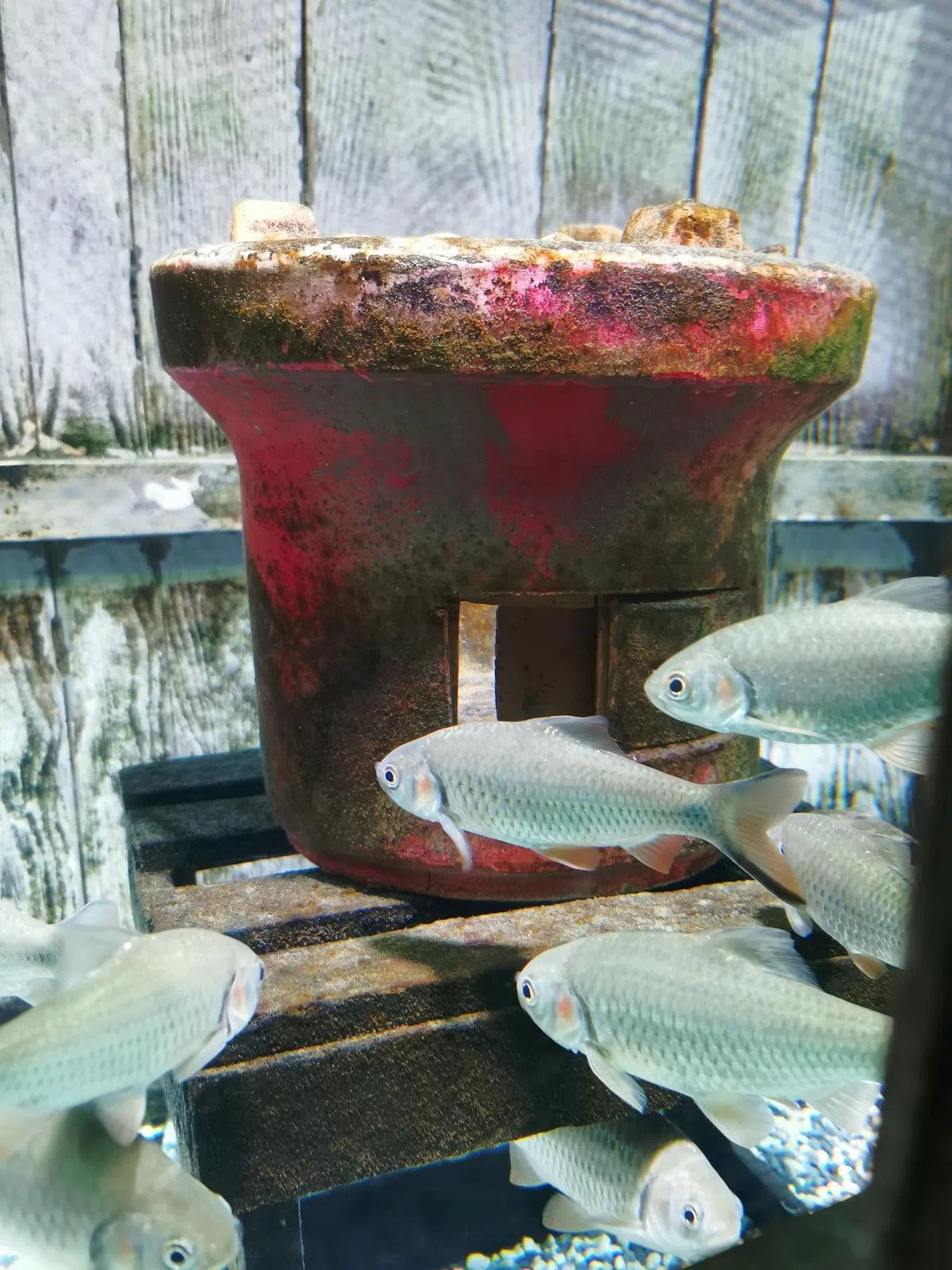 精品水族馆的玻璃缸，鱼儿围绕着炭炉游。（陈爱薇／图）