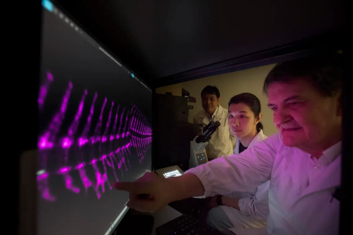 国大生物科学系副教授温克勒（右起）、博士后研究员乐遥和高级研究员潘光田（Phan Quang Tien）合力发掘解决鱼苗成长畸形的方案，以缓解渔场业者的运营压力。（特约伍书永摄）