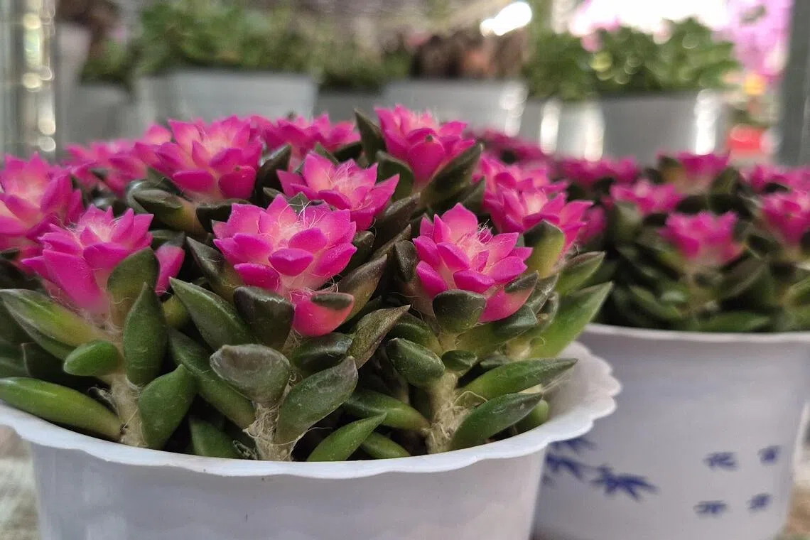 多肉植物“日出”叶片肥厚，代表新生，寓意希望、光明、力量与积极向上。（林弘谕摄）