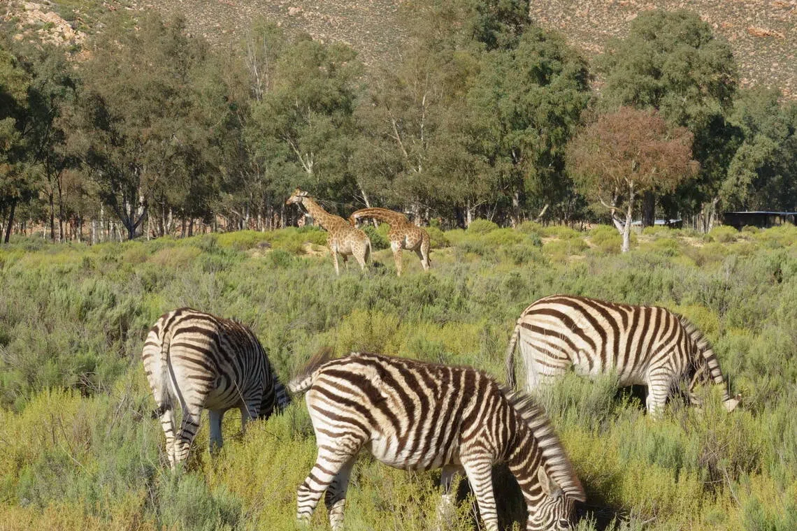 斑马与长颈鹿在悠闲吃草。（陈鹏志摄）