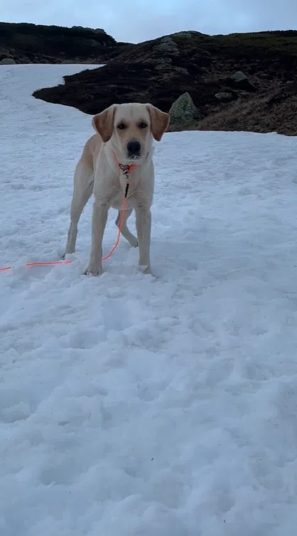Butter出国时遇到下雪，起初略显困惑，但很快便适应，开始在雪中尽情玩耍。（受访者提供）