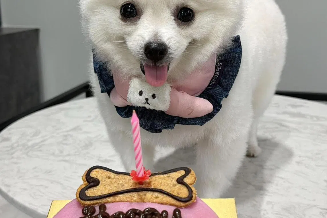 博美犬Coco（受访者提供）