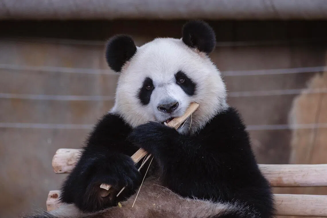晓月是雌性大熊猫，第一天在吉隆坡国家动物园公开亮相时，大部分时间都在专注的啃食竹子。（马新社）