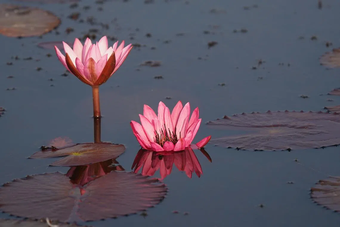 近距离看红莲。（梁金菊摄）