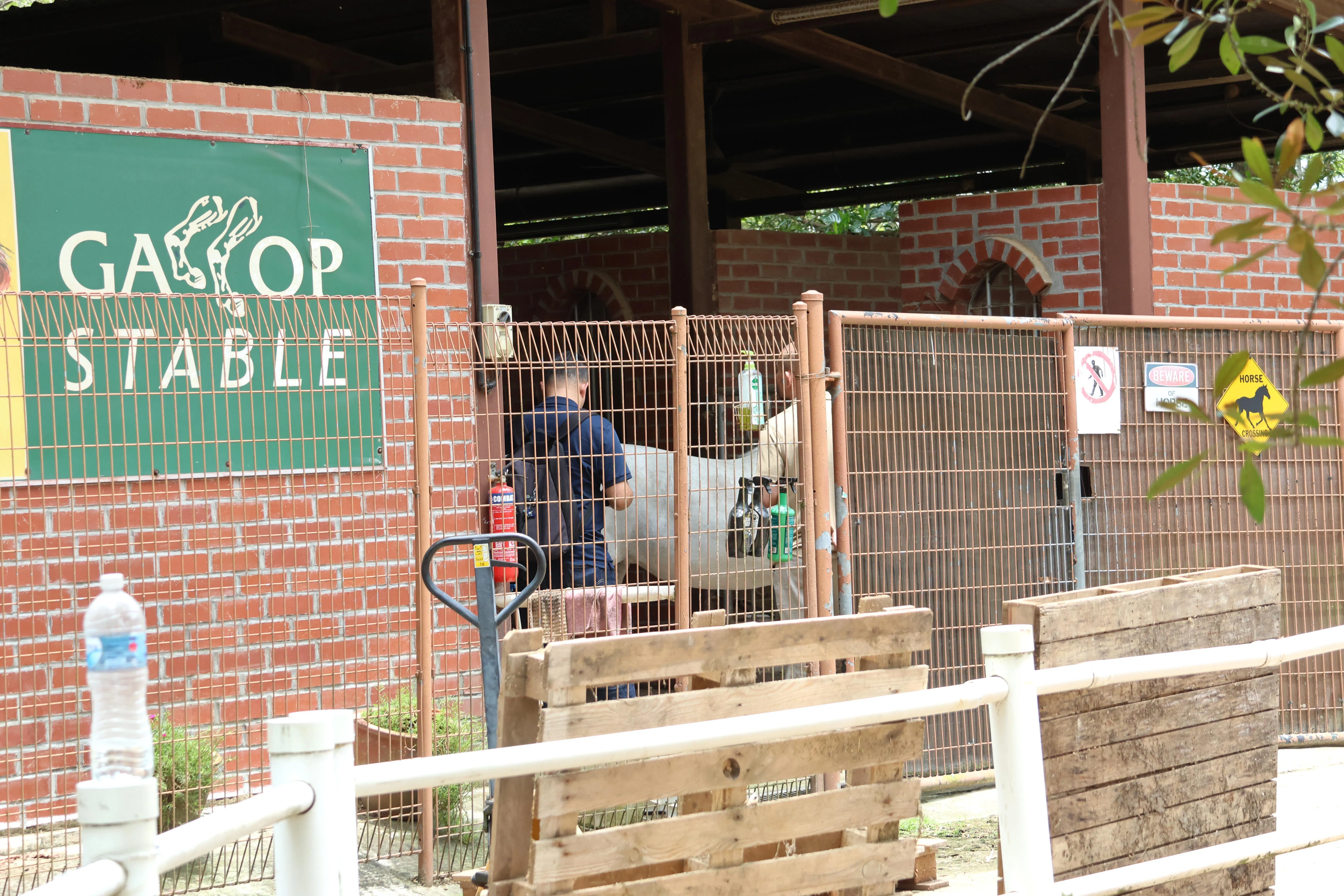 两匹马星期二逃出马厩Gallop Stable，最终被驯马师控制带回。（梁麒麟摄）