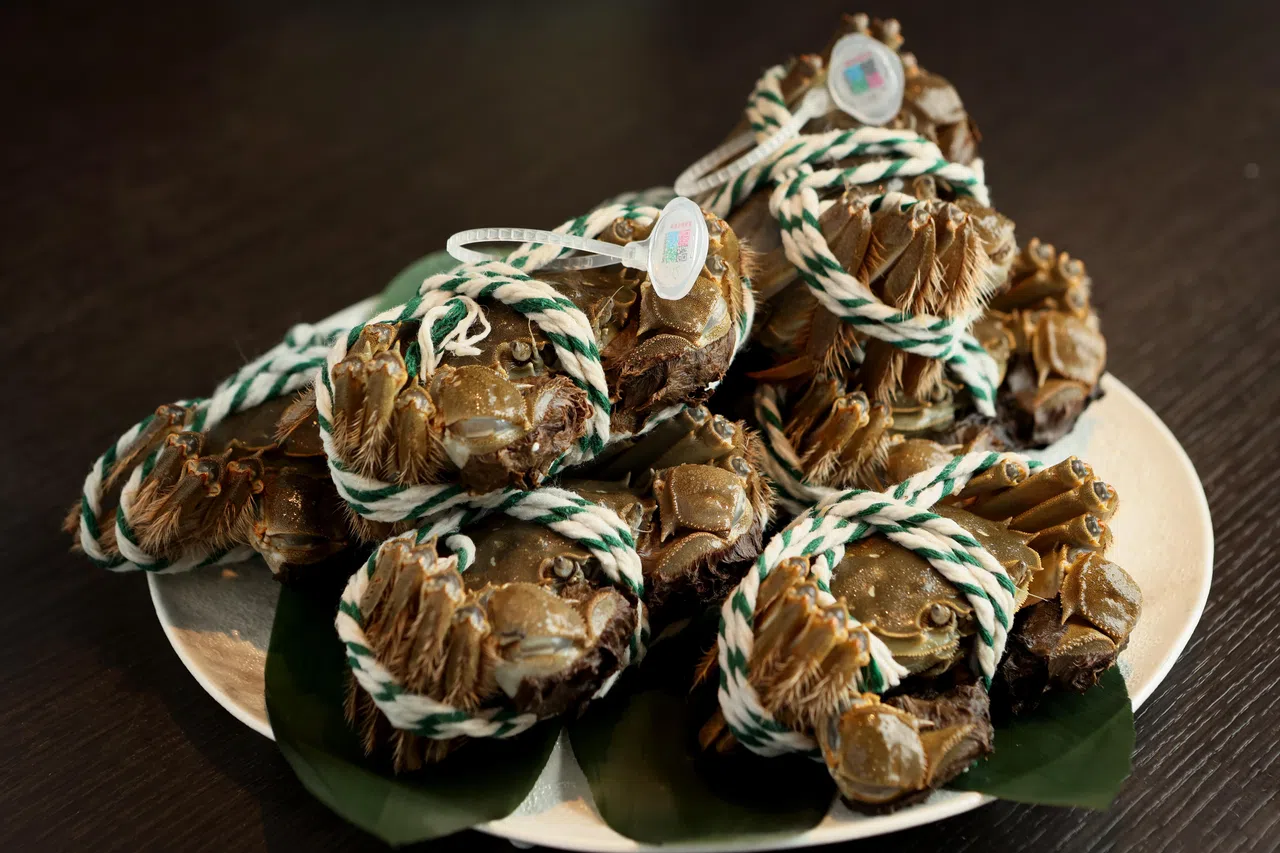 中餐馆鸿桃轩的这些大闸蟹绑有防伪蟹扣，证明它们是货真价实的阳澄湖大闸蟹。（龙国雄摄）