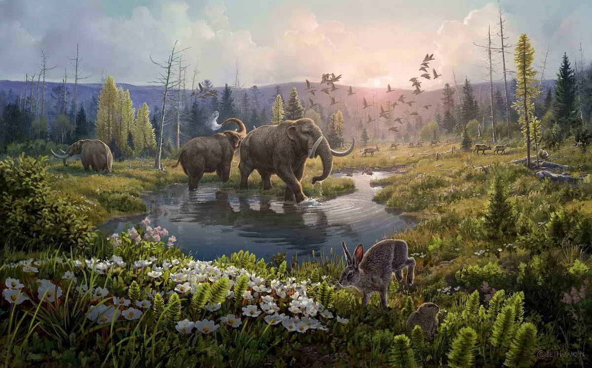 一名画家重现了200万年前的生态面貌，相信当时的格陵兰有乳齿象、驯鹿、野兔和鹅等动物，还有各种不同的植物等。（路透社）