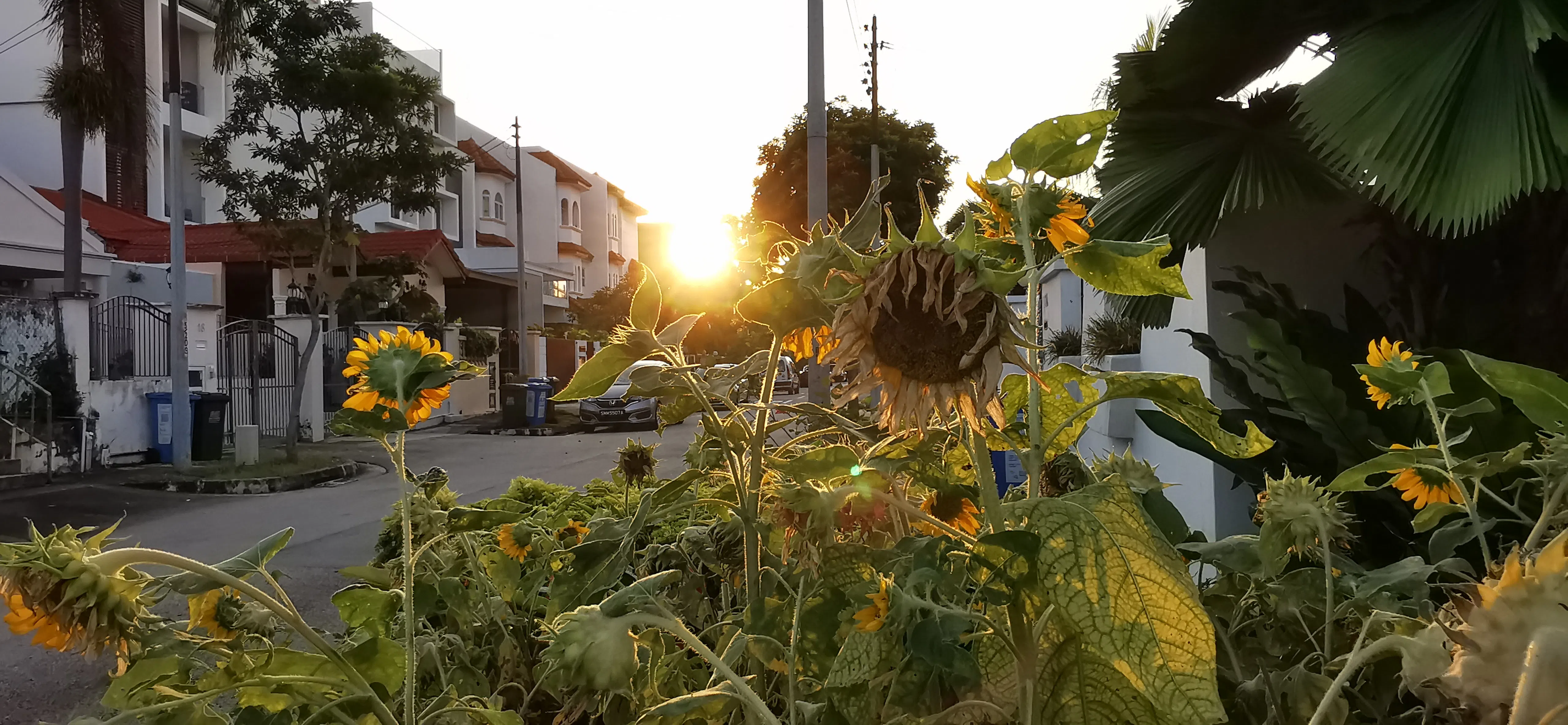 背向太阳的向日葵。（夏心摄）
