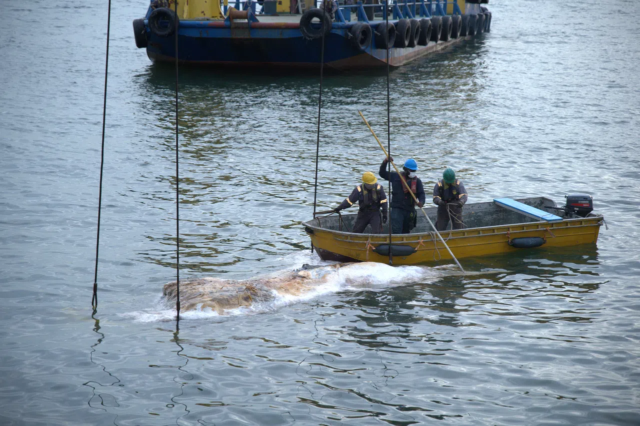 9月12日，Singapore Salvage Engineers工作人员在滨海湾游轮中心近海打捞鲸鱼遗骸。（国大李光前自然历史博物馆提供）