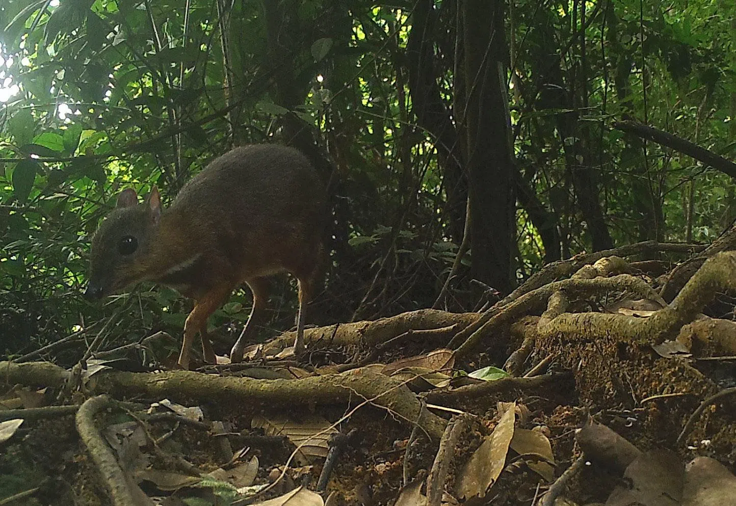 自从武吉知马生态连道建成后，小鼷鹿出现在武吉知马生态连道的次数有所增加。以前只栖息在中央集水区自然保护区的小鼷鹿，2021年在武吉知马自然保护区发现。（国家公园局提供）