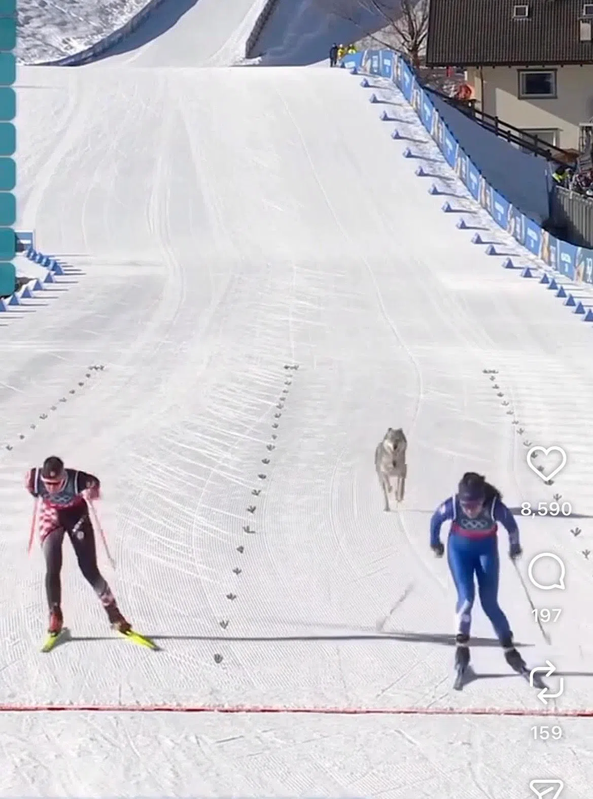 狼狗戒灵离家游荡，闯入冬奥赛场与选手们一起冲线。（互联网视频截图）