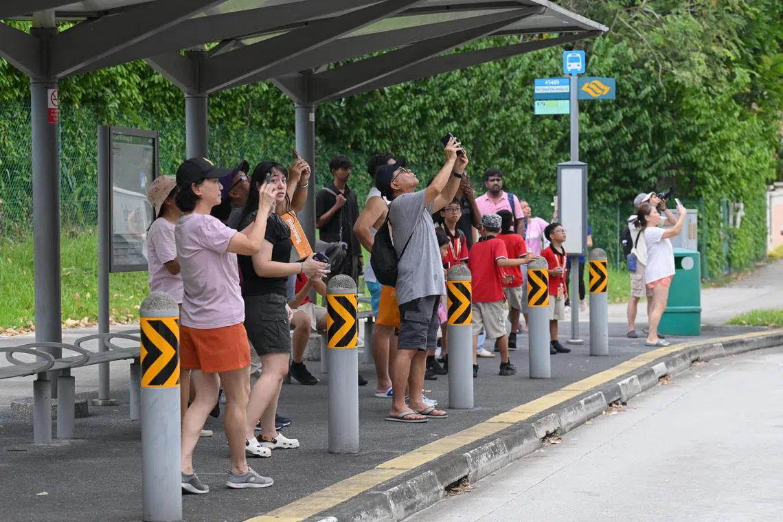 公众第一次在野外见到黑白疣猴，许多人都待在大树对面的车站驻足拍照。（海峡时报）