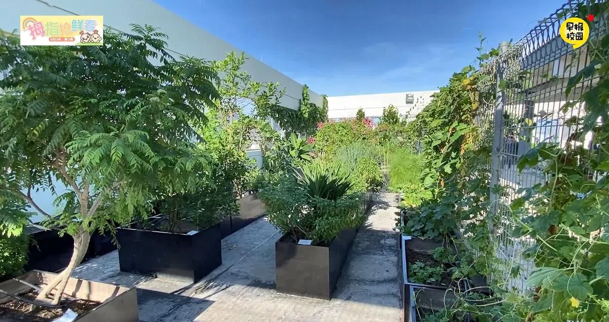 圣婴女校（客洛）开辟屋顶花园，让学生们体验种植的乐趣。