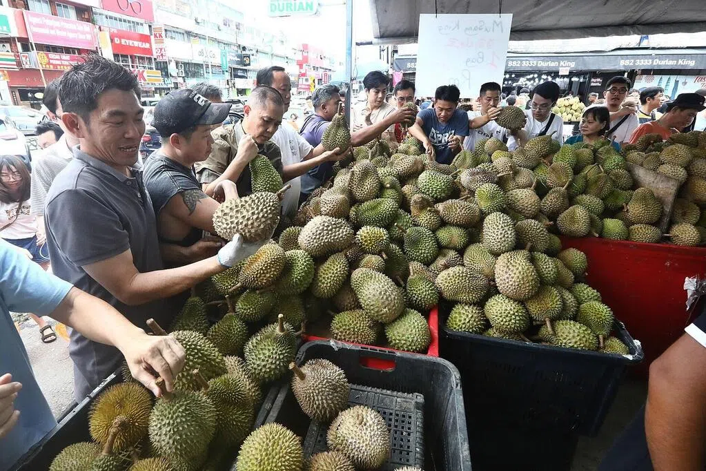 每公斤收购价不到10令吉 马国猫山王创10年新低价