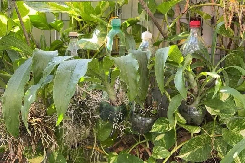 黄天赐将喝完的塑料饮料瓶剪开，用作植物的容器，透明的材质让他能清楚观察植物根部的生长情况。（受访者提供）