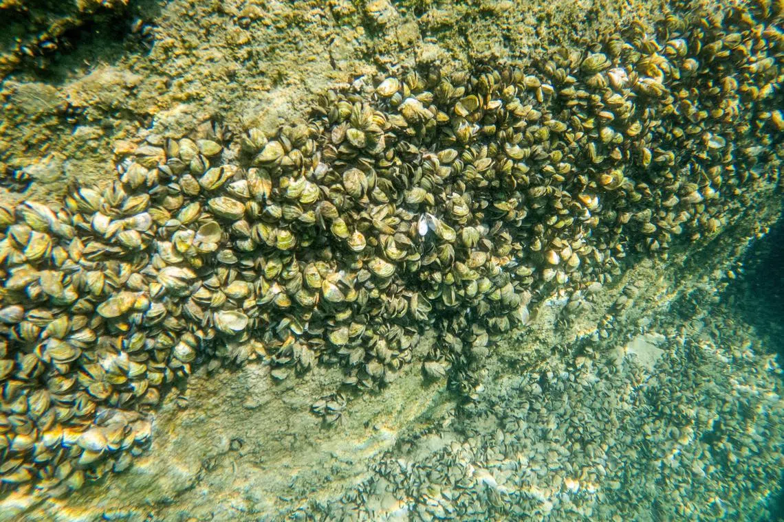 大量斑驴贻贝附着在日内瓦附近的莱蒙湖（Lake Leman）底的一条管道上。（路透社）