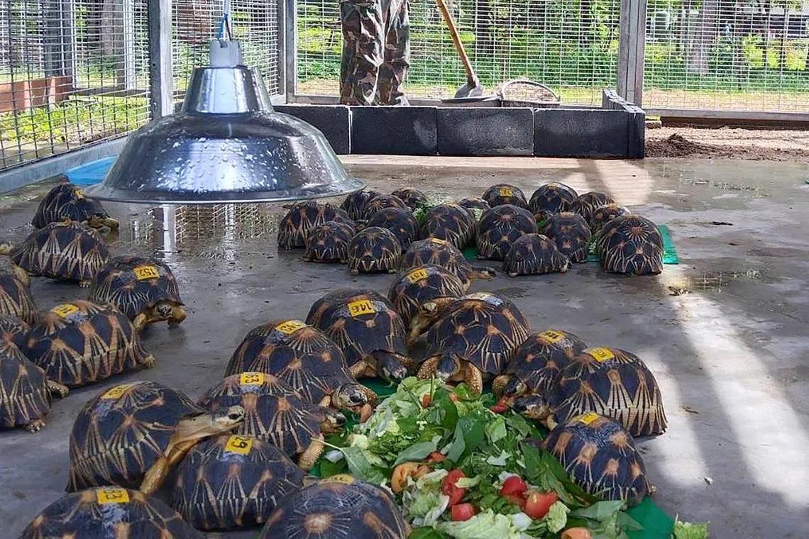 今年5月，泰国警方在南部春蓬府展开打击走私动物行动中查获1117只动物，包括陆龟。（法新社）