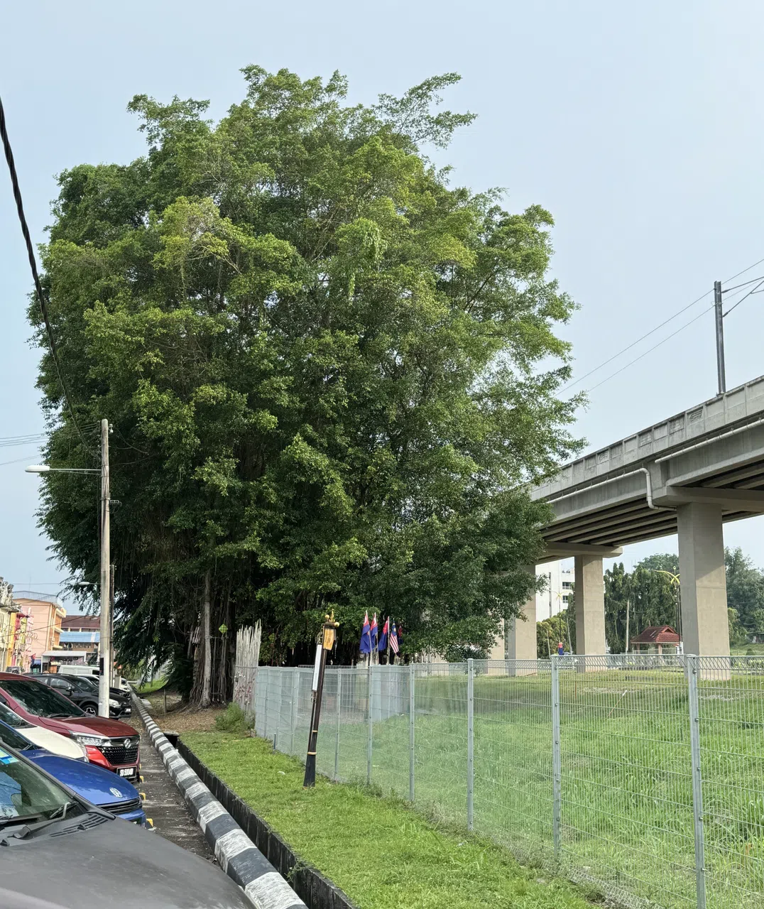 百年老树与建设中的铁道公园。（作者提供）