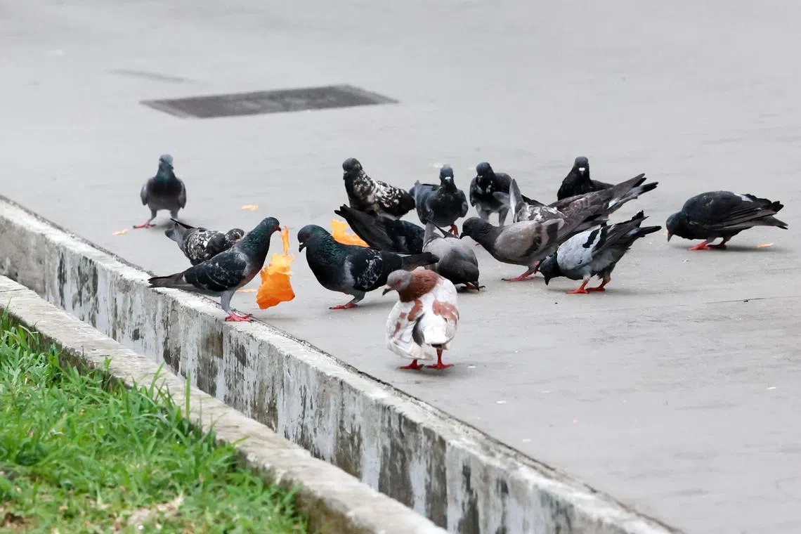组屋楼下有不少食物残渣，也引来鸽子聚集抢食。（潘丰源摄）