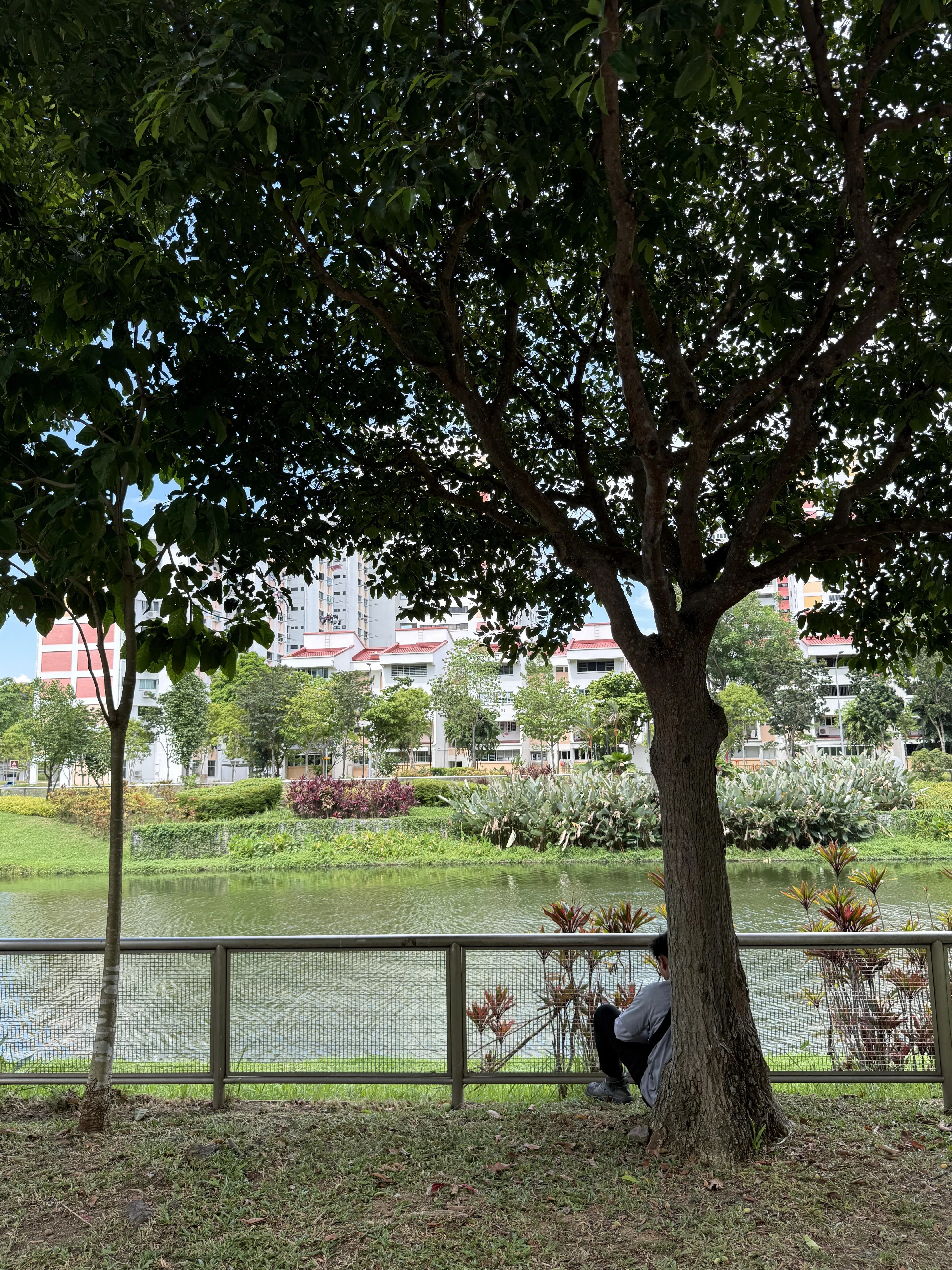 背靠大树，面临水景，心情会不会不自觉放晴？（陈映蓁摄）
