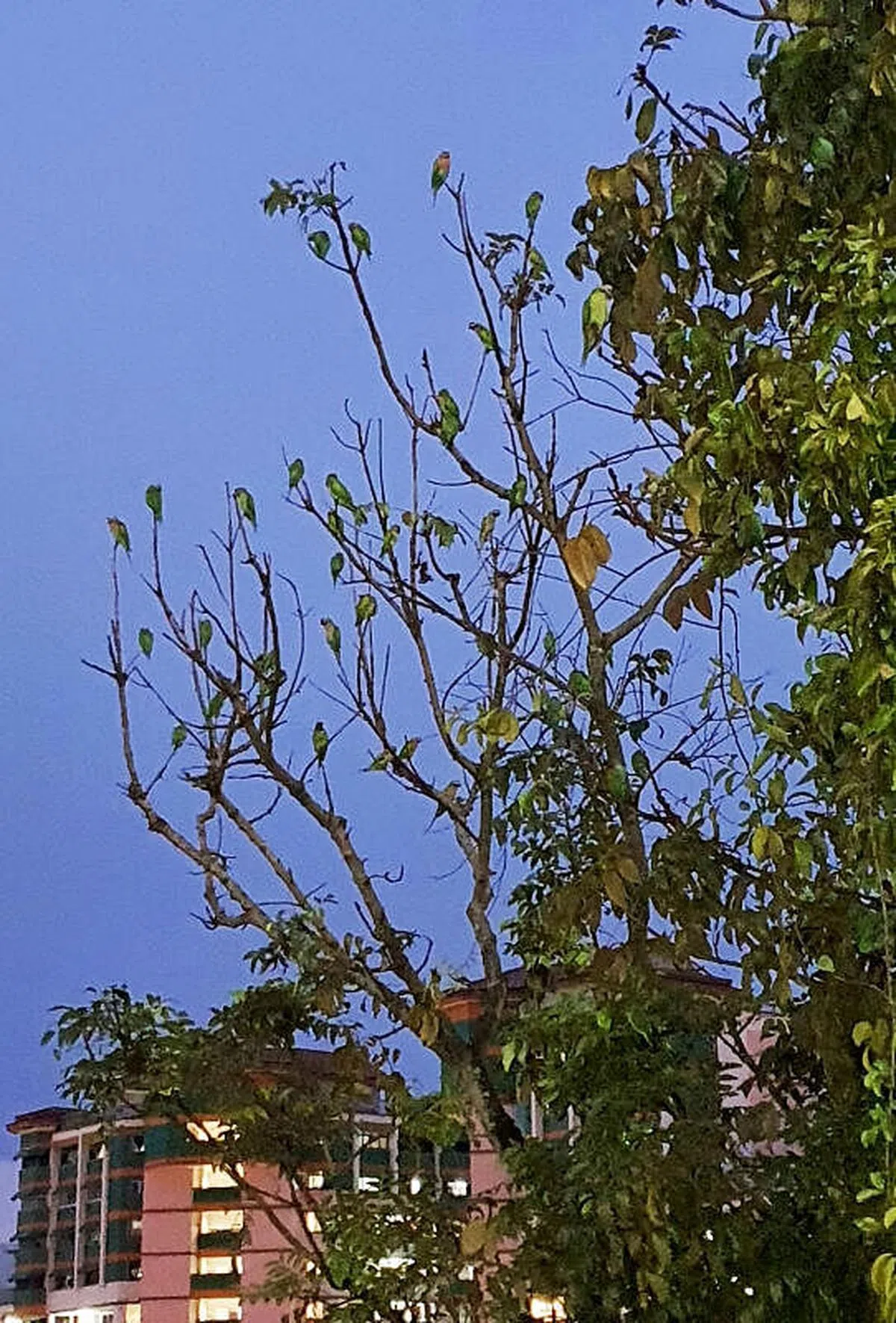 鸟群在晚上约7时40分就会消失。（庄耿闻摄）