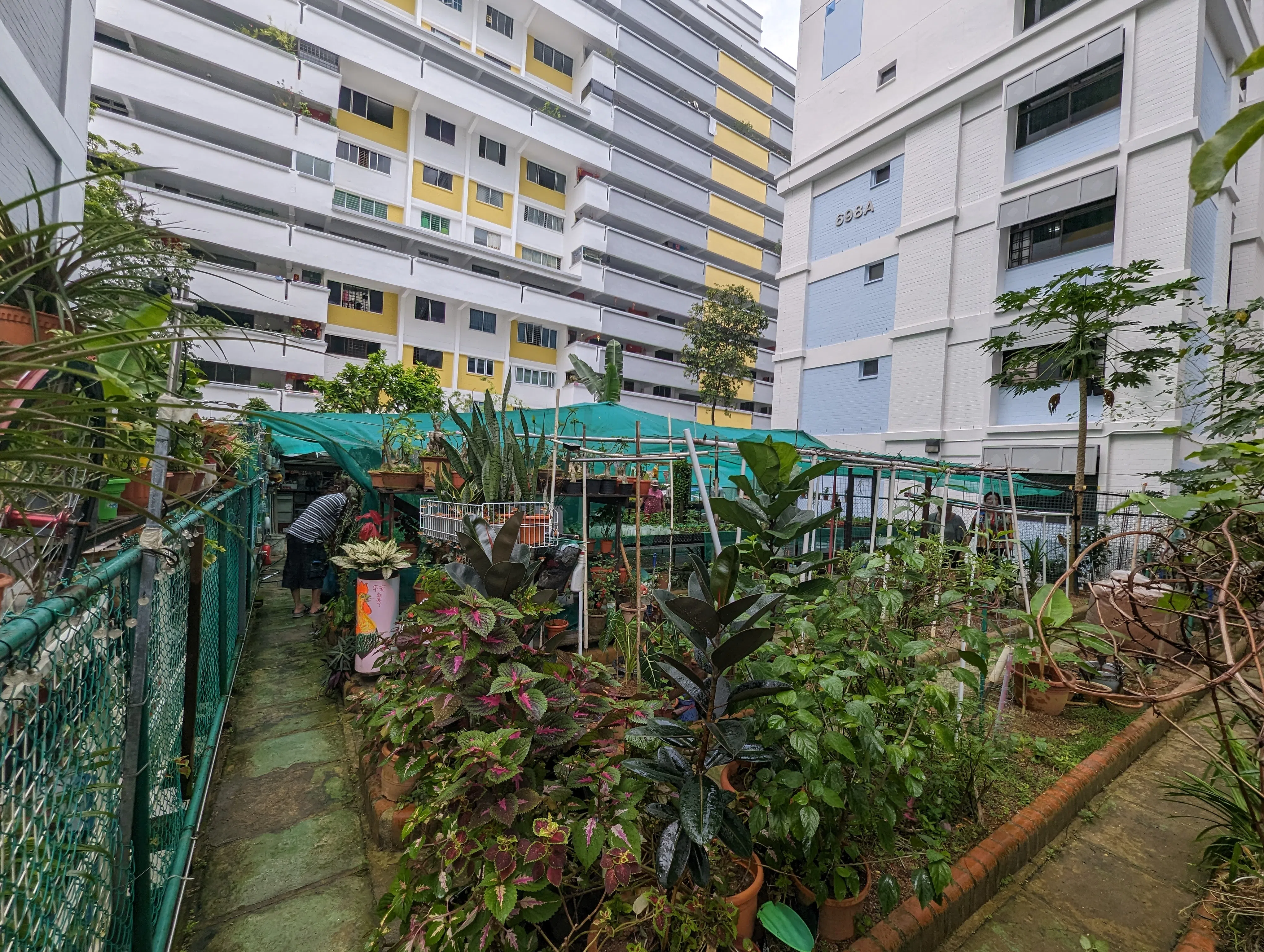 后港61街第698组屋楼下的金合欢乐龄菜花园。（杨雯婷摄）