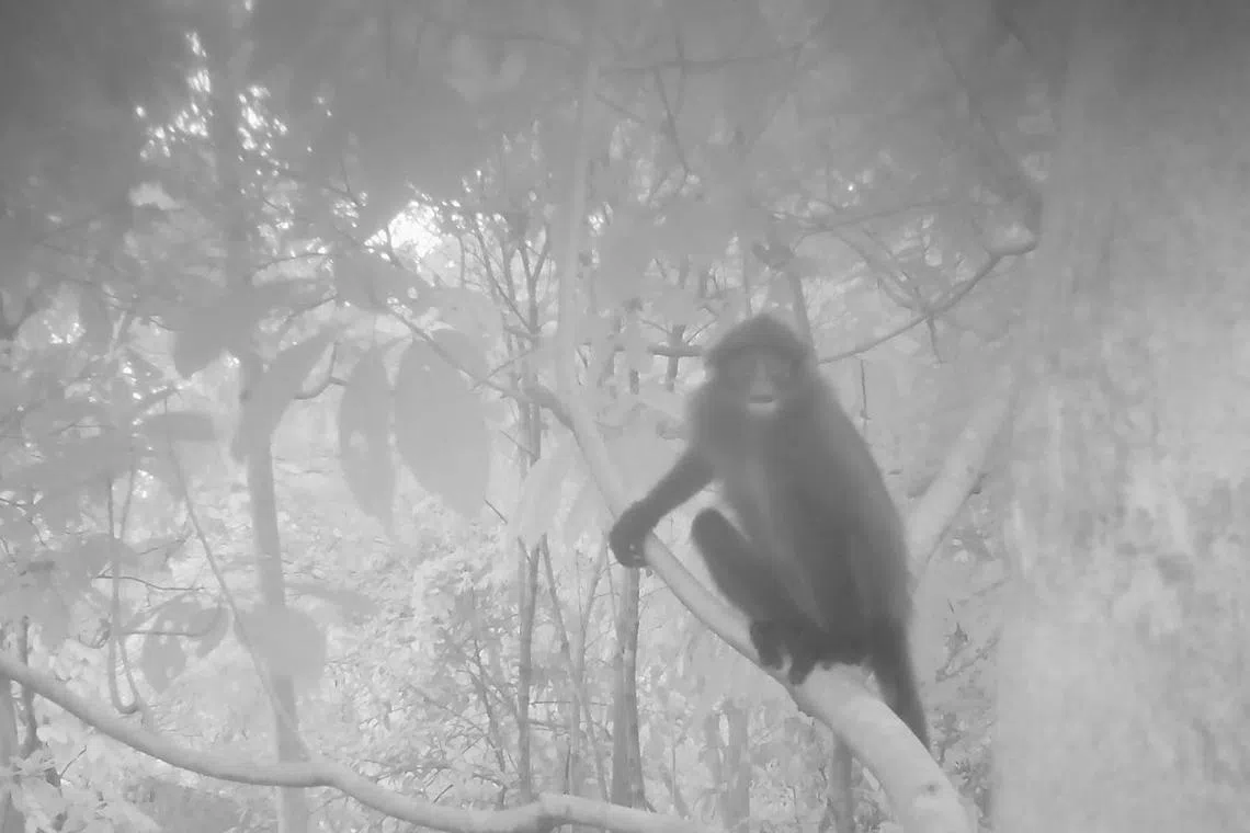 2023年10月，武吉知马生态连道首次发现一只莱佛士叶猴。（档案照）