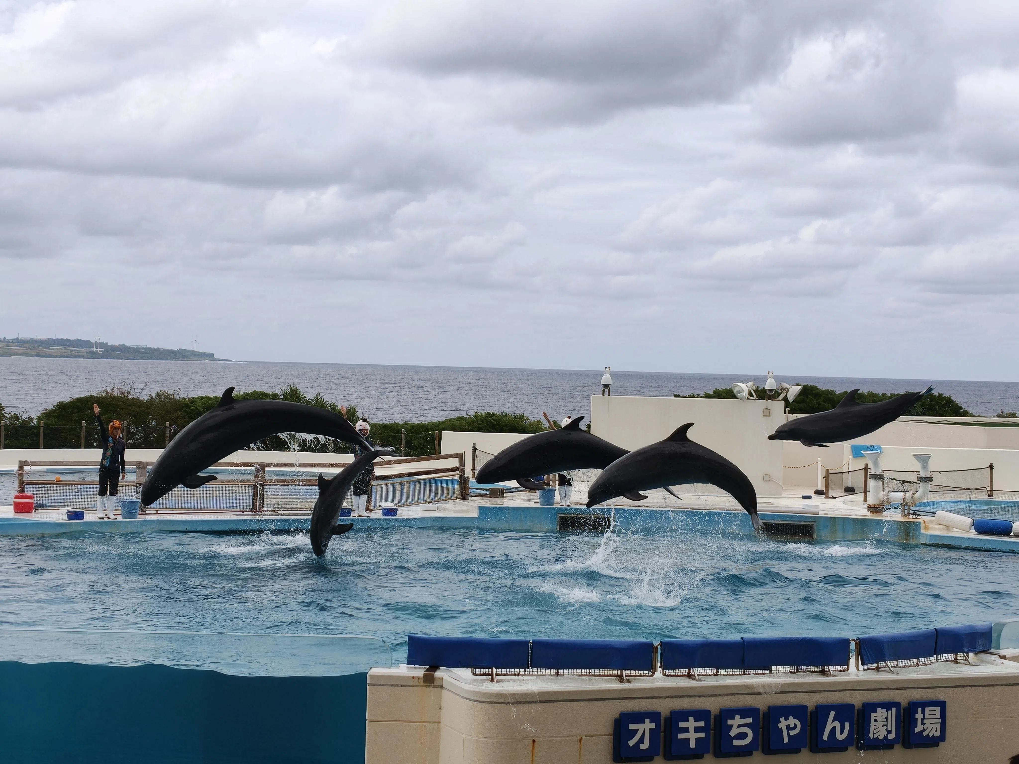 手机镜头能清晰捕捉海豚跃出水面的瞬间，画面锐利。（黄少伟摄）