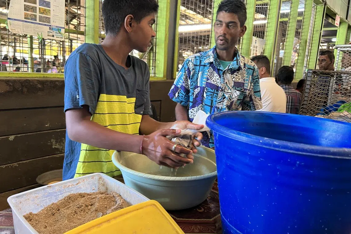 斐济市场里搓洗卡瓦树根（Kava）的摊贩。（叶孝忠摄）