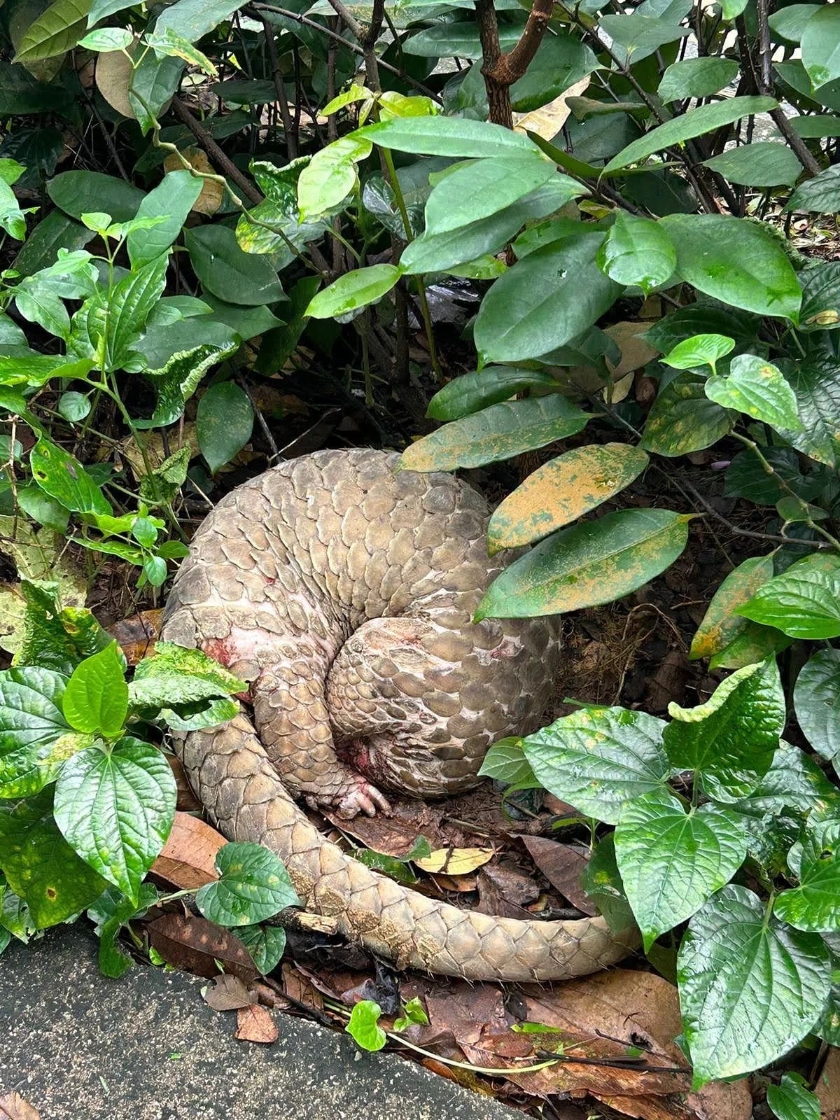 李浩上班途中看见受伤的穿山甲。（受访者提供）