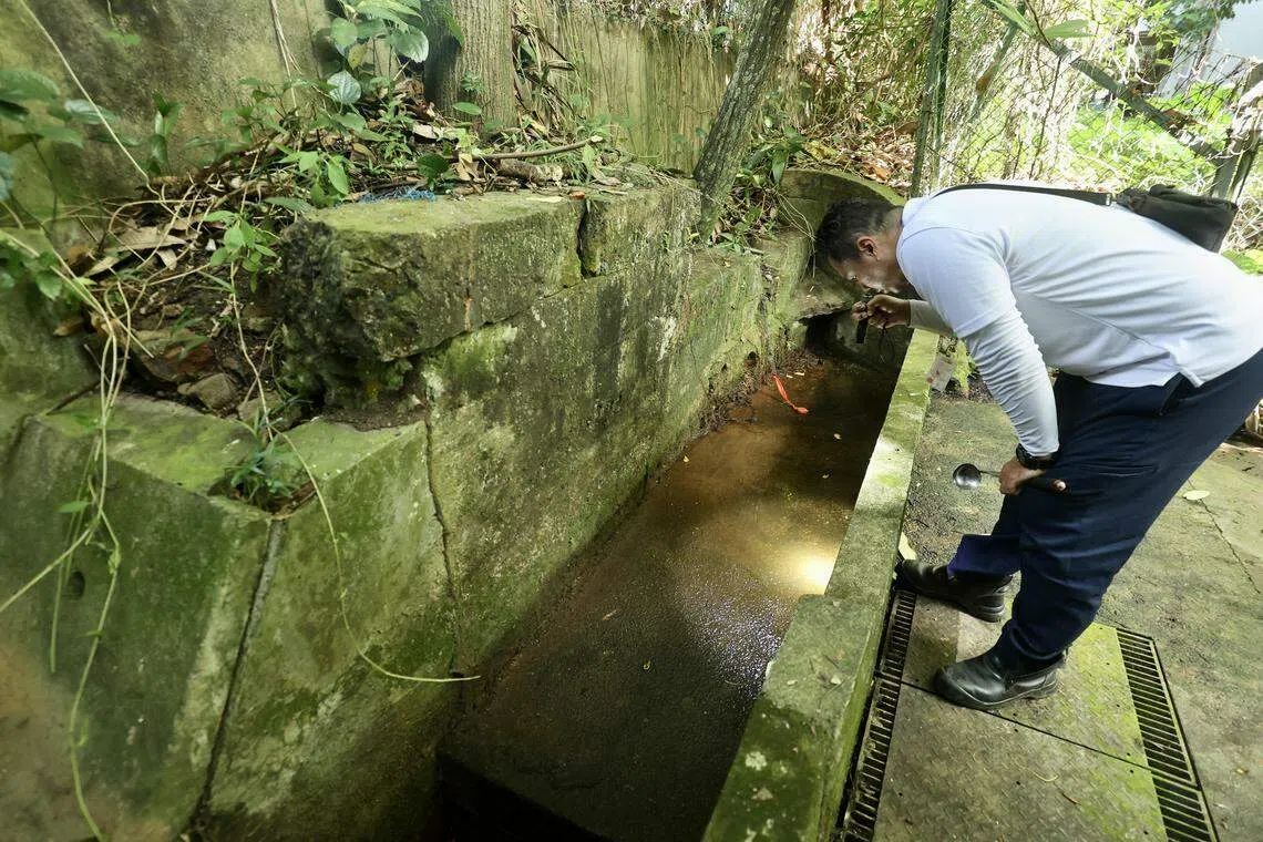 环境局人员用手电筒检查沟渠积水内是否有疑似伊蚊幼虫。（邬福梁摄）