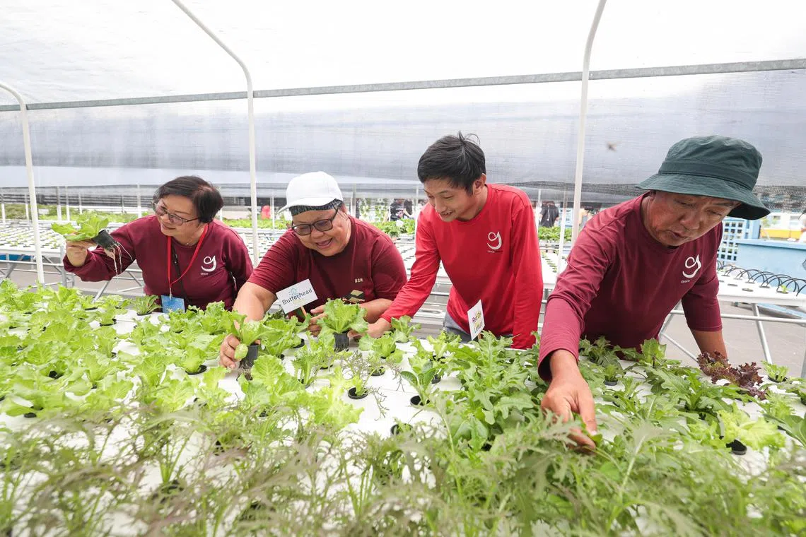 社会企业恩典使命的联合创始人朱城才（右一）和许美玲（左一）以及其义工韩芸芬（左二）和患有自闭症的受益者林俊（右二），在新开幕的淡滨尼中区天空花园水培农场进行农作活动。（李冠卫摄）