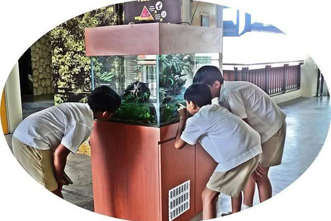 水中伊甸园让学生定睛观赏水族箱中鱼群悠游的生态。（Aquatic Eden提供）