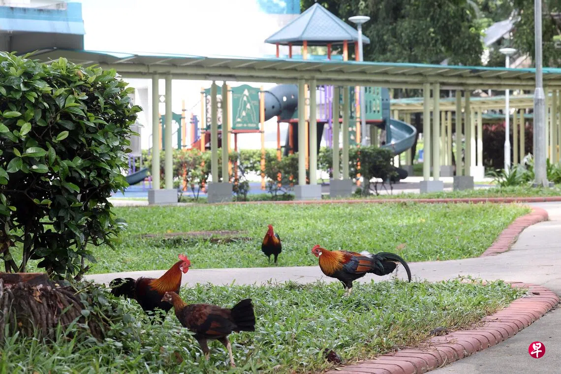 李娅宁：“贵与无聊”之外新加坡还有“城市里的鸡” | 联合早报