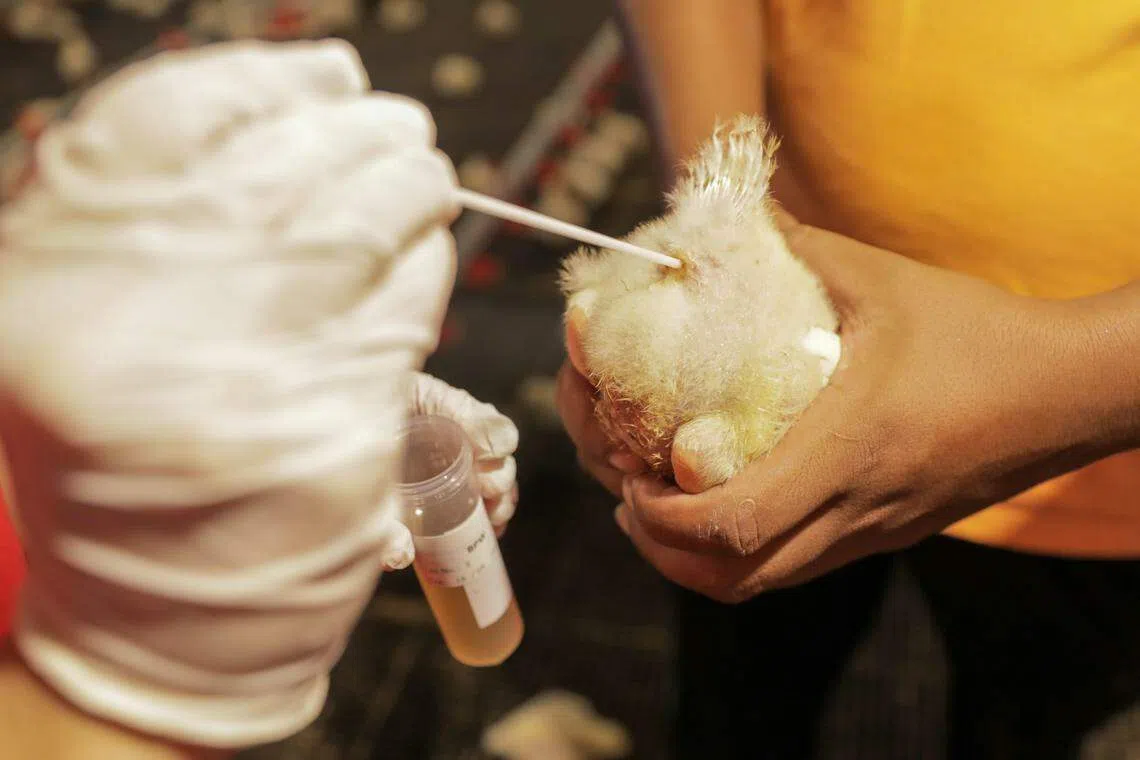 食品局团队会检测当地农场的鸡群是否含有肠道沙门氏菌（Salmonella Enteritidis）等病菌。（食品局提供）