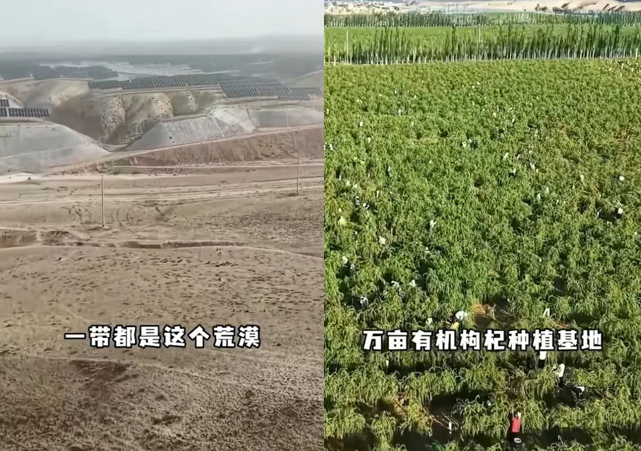 何家劲将一片荒漠变成绿油油的枸杞园。（互联网）