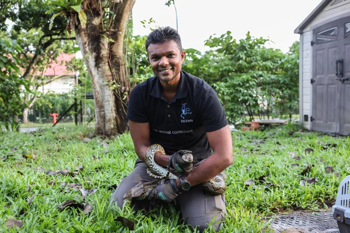 卡莱过去15年拯救超过1000条蟒蛇，他呼吁人们与野生动物，尤其是蛇类和平相处，不互打扰。（取自《淡米尔之声》）