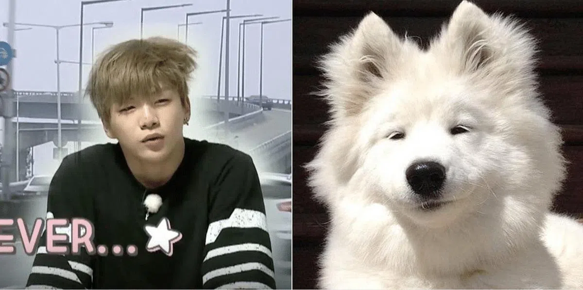 说起最有名的“犬相”，姜丹尼尔（Kang Daniel）绝对是不二人选，被网友公认长得像萨摩耶犬。（图/互联网）