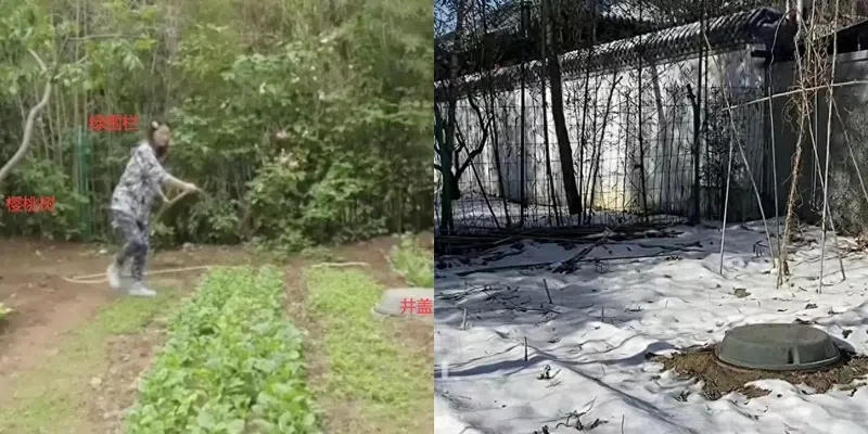 周海媚别墅昔日的菜园，如今已一片荒芜。（互联网）