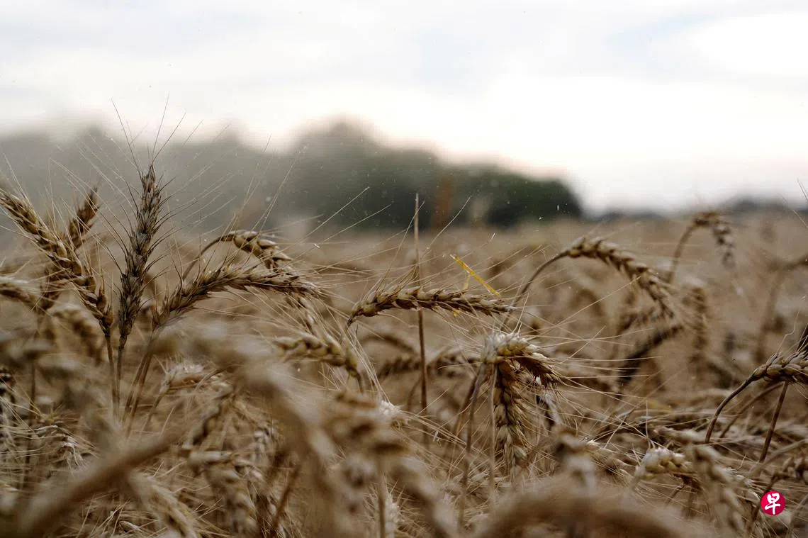 特朗普关税威胁美国农民收入| 联合早报