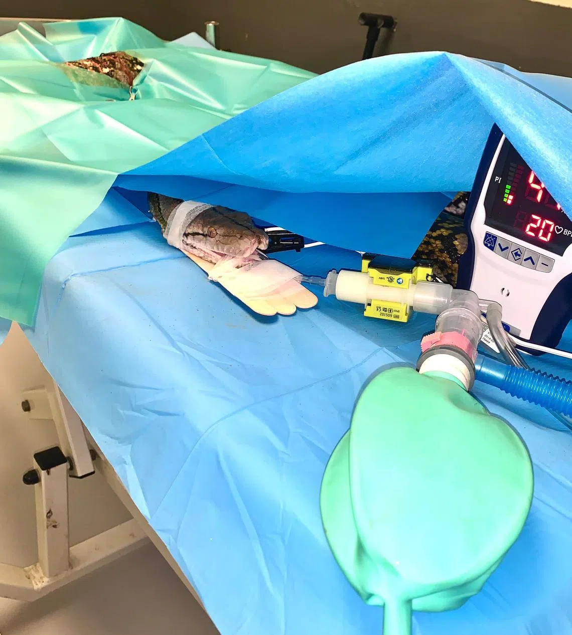 关爱动物研究协会的兽医救治一条受伤的蟒蛇。（关爱动物研究协会提供）