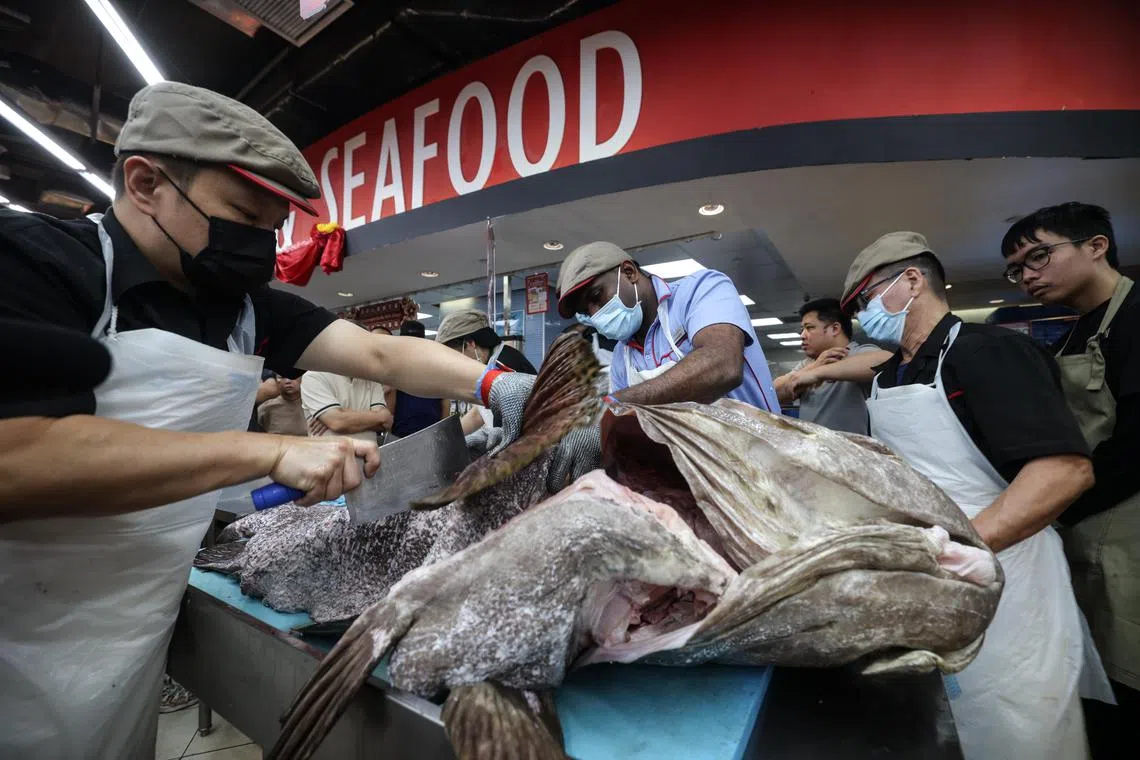 这条野生石斑鱼重达128公斤。（关俊威摄）