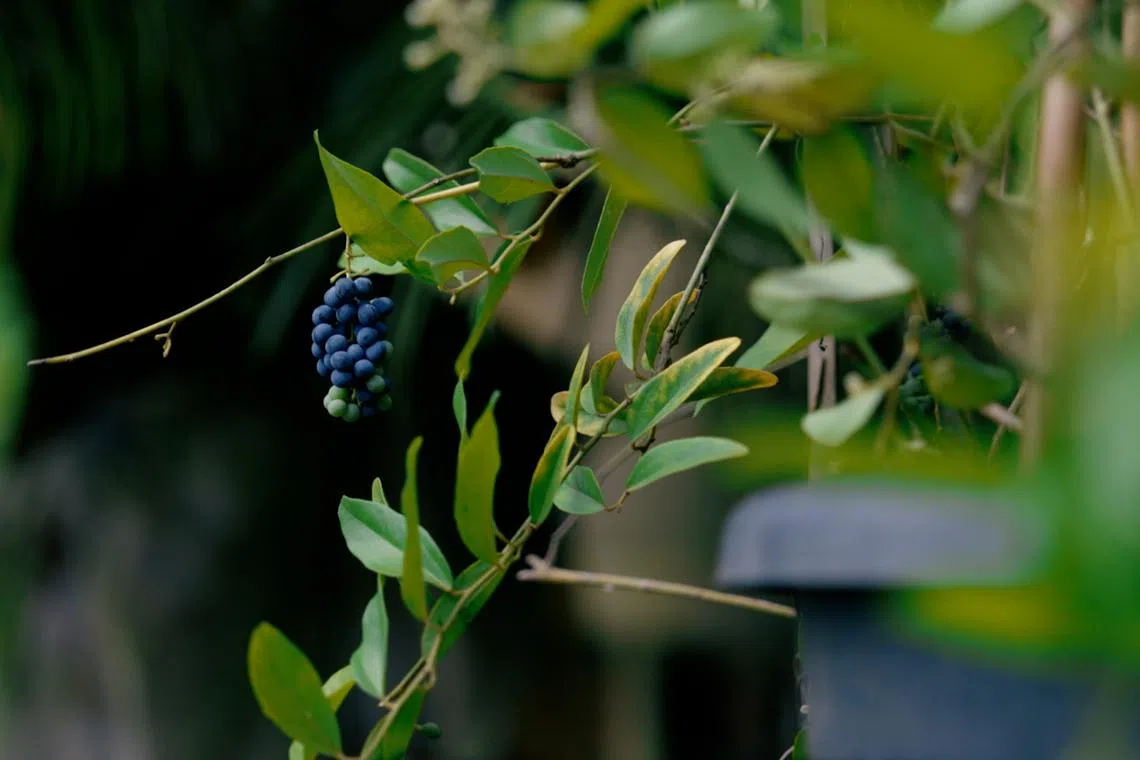 一串串像小葡萄的木防己果实，结得饱满健康，是黄欣仪细心栽培的成果。（视频截图）