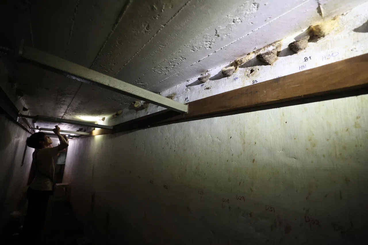 这座地堡如今已成为上百只金丝燕的“家”，是本地最大的金丝燕筑巢栖息地。（邬福梁摄）