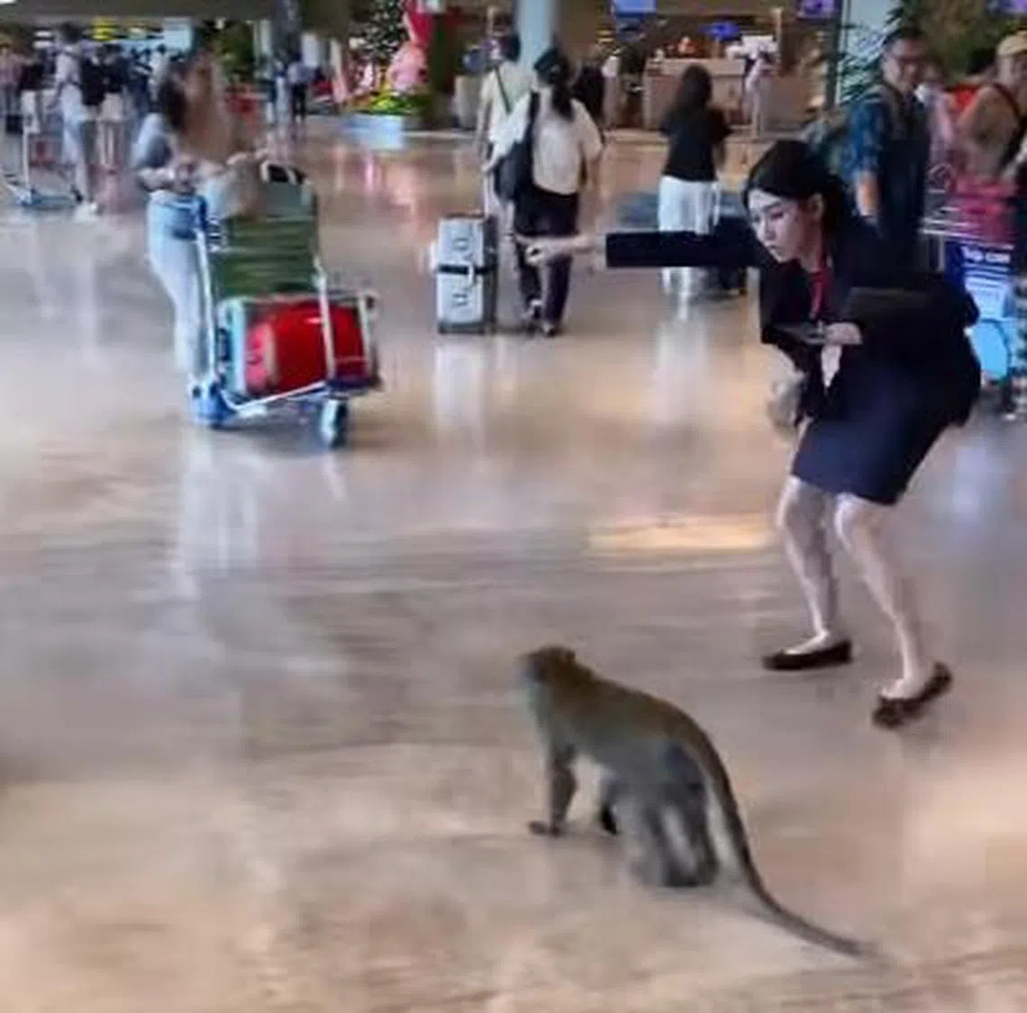 相信是机场人员的女子耐心引导猴子到出口。（取自Instagram）