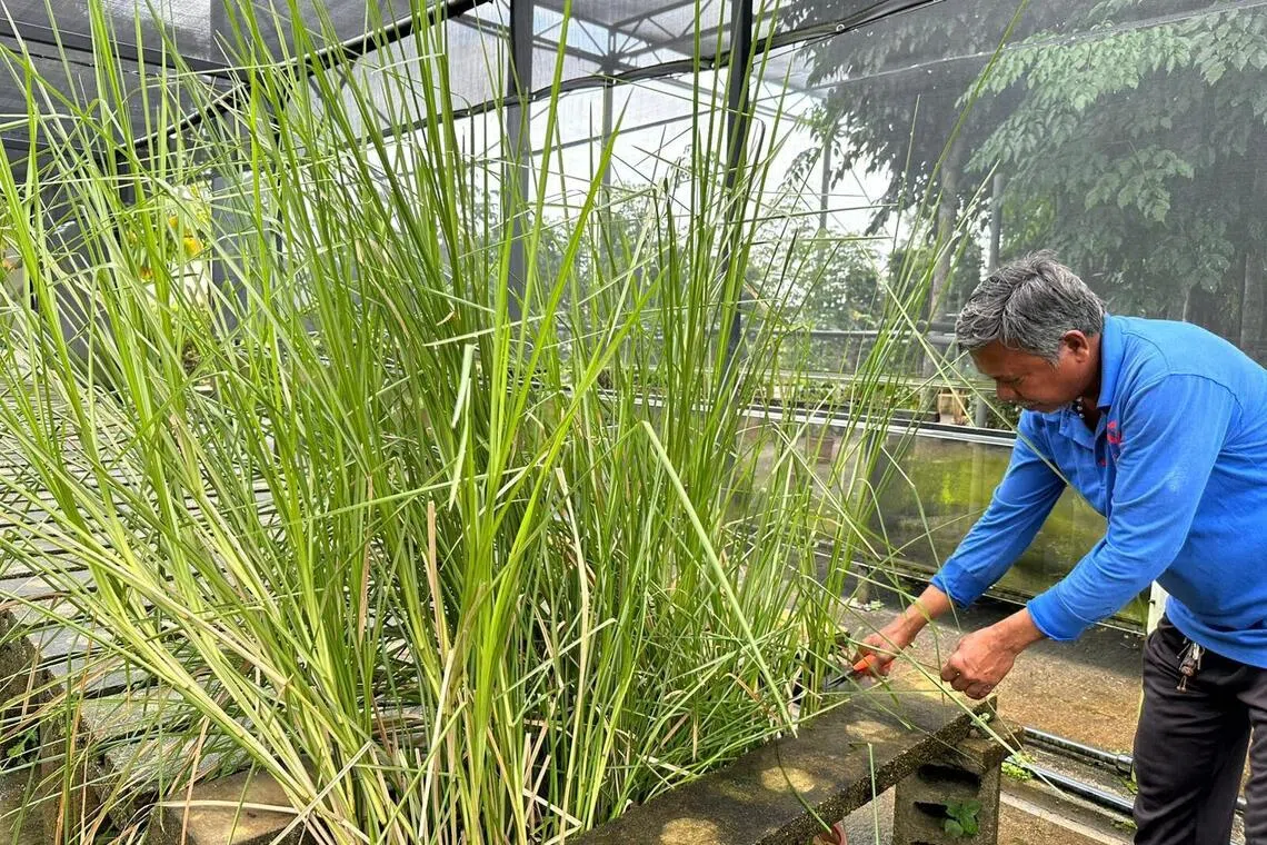 香根草（Vetiver grass）以其香气浓郁的根部著称，广泛用于香水制造。（樟宜机场集团提供）