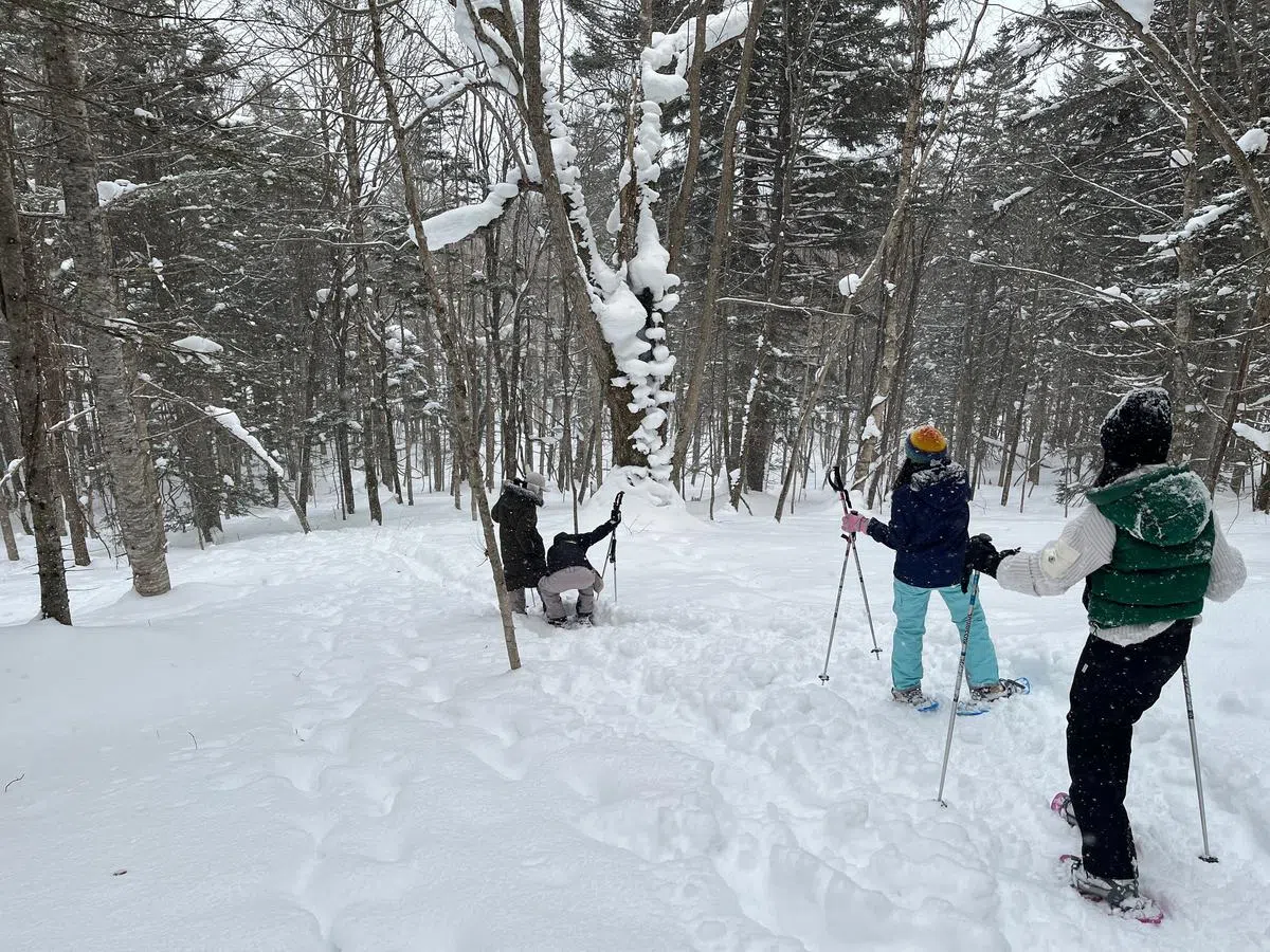 比起滑雪，雪地健行门槛较低，男女老少都可以参与。（曾慧仪摄）